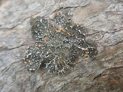 Pseudocyphellaria haywardiorum