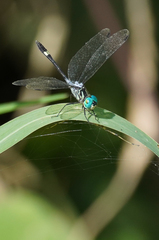 Micrathyria pseudeximia