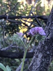 Phacelia cicutaria hispida