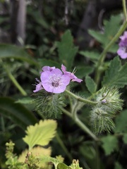 Phacelia cicutaria hispida