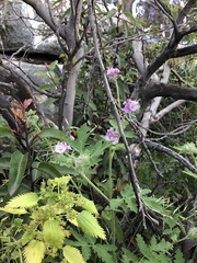 Phacelia cicutaria hispida