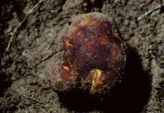 Tuber canaliculatum