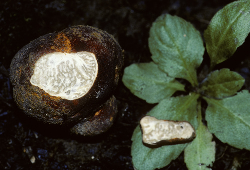 Eastern American Truffle