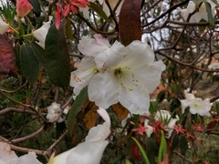 Rhododendron griffithianum