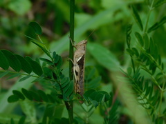 Stenocatantops cornelii
