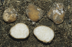 Tuber gardneri