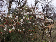 Rhododendron griffithianum