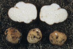 Tuber lyonii
