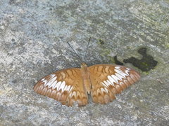 Tanaecia palguna