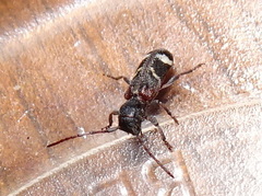 Psenocerus supernotatus