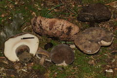 Tylopilus atronicotianus