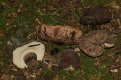 Tylopilus atronicotianus