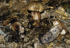 Tylopilus atronicotianus