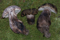 Tylopilus atronicotianus