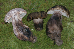 Tylopilus atronicotianus