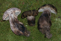 Tylopilus atronicotianus