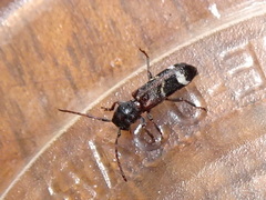 Psenocerus supernotatus