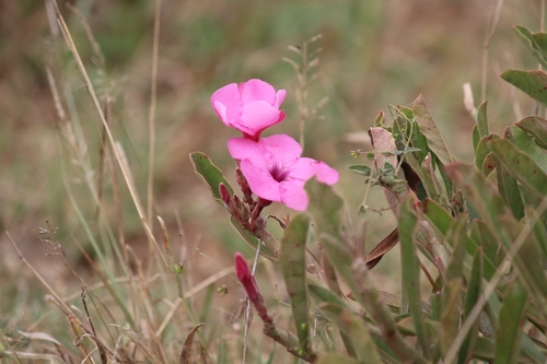Image of Adenium swazicum by (c) Noeleen du Toit, some rights reserved (CC BY-SA)