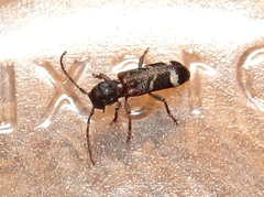 Psenocerus supernotatus