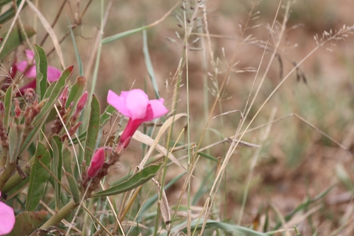 Image of Adenium swazicum by (c) Noeleen du Toit, some rights reserved (CC BY-SA)