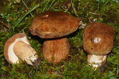 Tylopilus ferrugineus
