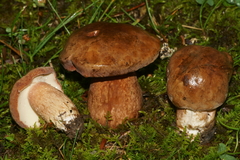 Tylopilus ferrugineus