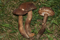 Tylopilus ferrugineus