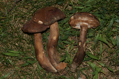 Tylopilus ferrugineus