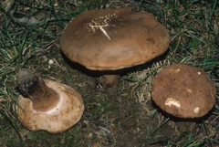 Tylopilus indecisus