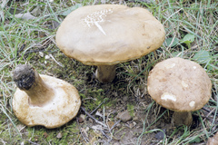 Tylopilus indecisus