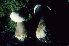 Tylopilus intermedius
