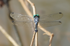 Micrathyria pseudeximia