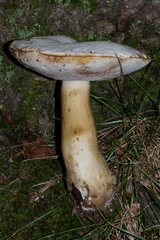 Tylopilus intermedius