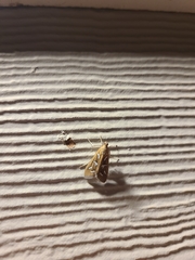 Diastictis