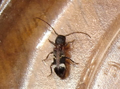 Psenocerus supernotatus