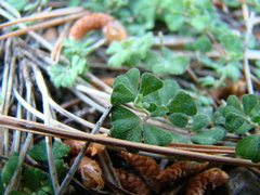 Lotus tetraphyllus