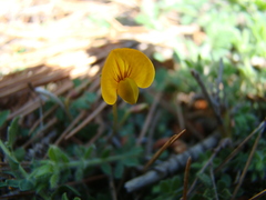 Lotus tetraphyllus