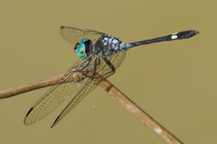 Micrathyria pseudeximia