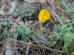 Lotus tetraphyllus