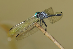 Micrathyria pseudeximia