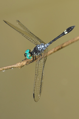 Micrathyria pseudeximia