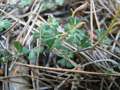 Lotus tetraphyllus