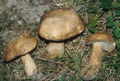 Tylopilus tabacinus