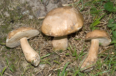 Tylopilus tabacinus