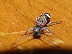 Psenocerus supernotatus