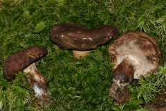 Tylopilus variobrunneus