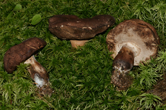 Tylopilus variobrunneus