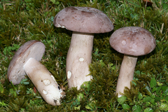 Tylopilus violatinctus