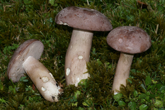 Tylopilus violatinctus