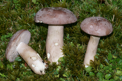 Tylopilus violatinctus